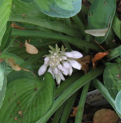 'Punky' blooming Aug. 9. I nearly missed it because the scape was so short it was completely hidden in the foliage. This is the first time I've ever seen it bloom, but I may have missed it before.