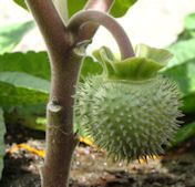 D. M. M. X D metel ~ Note the shorter points on the pod than a regular Datura.