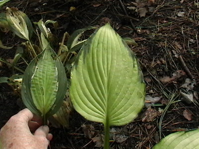 normal Hanky Panky leaf on left and sport leaf on right  9/25/2011