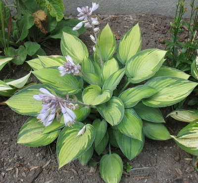 'June' 1 - the original plant on Aug. 9. This one gets morning sun.