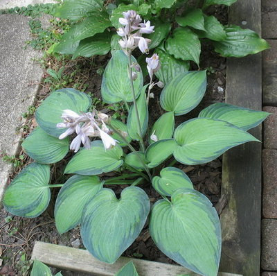 'June' 2 - the SMALL division (that had no roots) taken from #1 in 2009. This one is west of my house, but east of the neighbour's house. Gets sun only for awhile mid-day. Pic taken same day as June 1.