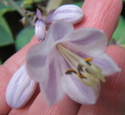 'June' still blooming August 23