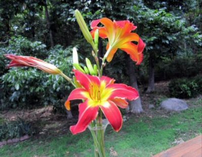 Grew Wild in Yard. Cut and put in Vase and brought back to deck and Photographed.