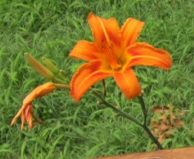 Natural Orange Daylily - Grown From Seed.jpg