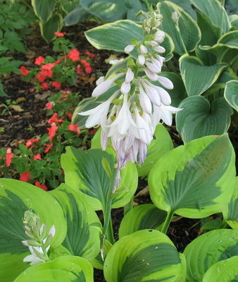 'Gemini Moon'  - a closer view of the bloom also July 18