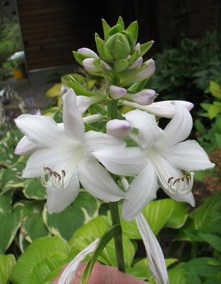 'Fragrant Bouquet' bloom - Aug 3