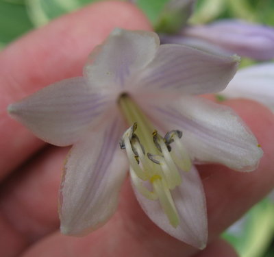 'Fortunei Aureomarginata' single flower - July 24