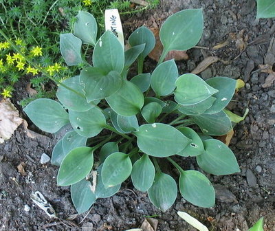 'Baby Bunting' - July 15