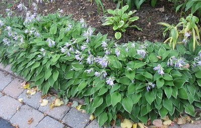 'Allan P. McConnell' border - July 29