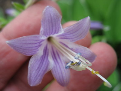 'Allan P. McConnell' flower - July 24