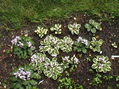 Group shot - 6/28/2011 - that same One Iota is on the right now, with One Iota Supreme above it and Blue ME Supreme above that, looking left small Mighty Mouse, under it a second Blue ME Supreme, down to the left 2 Snow Mouse, looking above them and to the left a cluster of larger Mighty Mouse and 2 Pure Heart along the grass, Blue Mouse Ears on the left edge