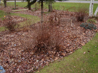 Viburnum Carlesii 001.jpg