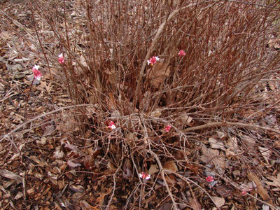 Viburnum Carlesii 005.jpg