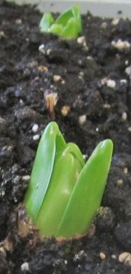 01-03-2012    Indoor Tulips, opening up......jpg