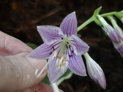 Touchstone #1 - 7/9/2011 - what I consider the normal look and flowering time