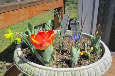 New Tulip & Planter.jpg