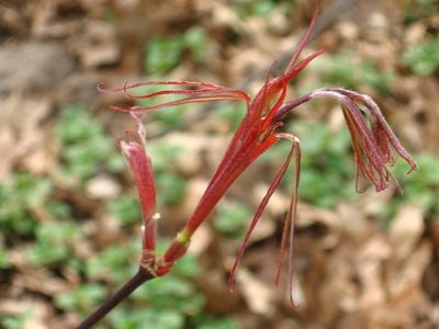 Hupp's Red Willow, my smallest/youngest tree, only stands 18 inches tall.  Hoping she'll put on some major growth this year!