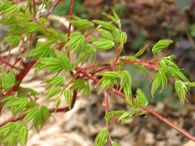 Sango Kaku (Coral Bark Maple)