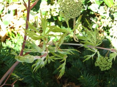 Acer japonicum Green Cascade