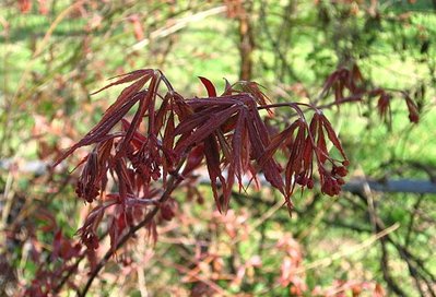 Suminigashi - an upright growing red, similar to Bloodgood