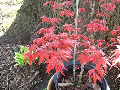 Chioshio Improved - love the intense red of these spring leaves!