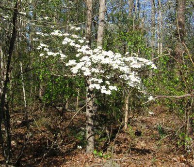 27-M Dogwood.jpg