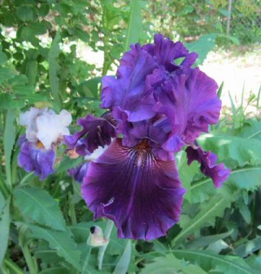 4-17- Solid Color Iris.jpg