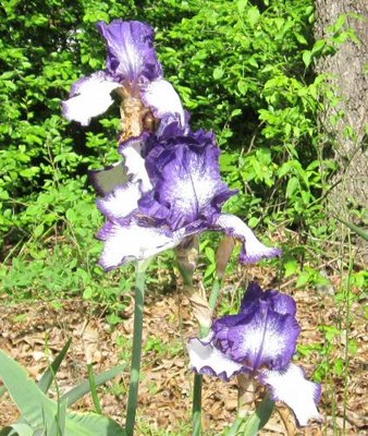 4-23-2012 lude Iris.jpg