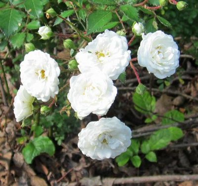 05-2-2012-  White Rose -White Rose -Hal.jpg