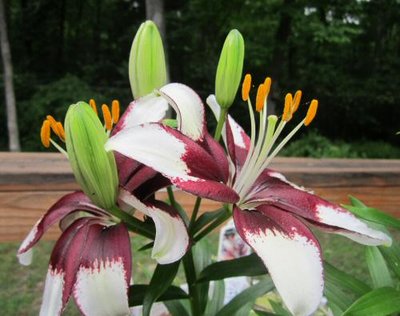 HAL- 0506-32012 Tiny Padhe Lilium (2).jpg