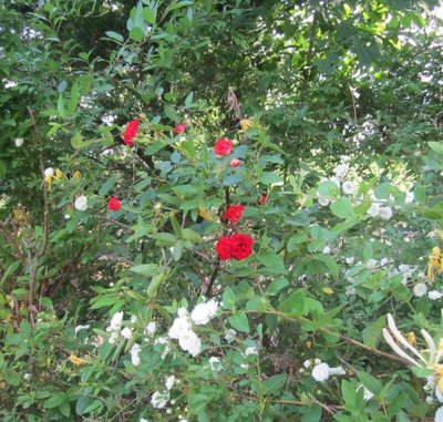 Hal Mxd - White & Red Drivdway Roses (2).jpg