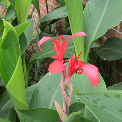 Hal-Red Cana in Bloom 02 June 2012.jpg