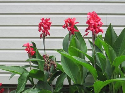 6-10-HAL-Cannas Full Bloom.jpg