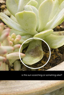 Succulent 2.jpg