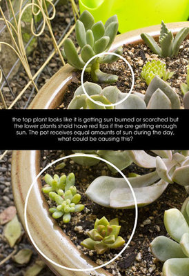 Succulent 3.jpg