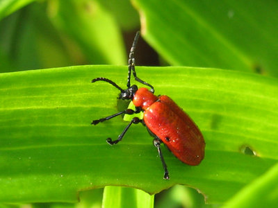 Lilly beatle