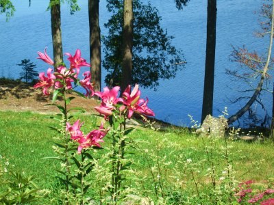 lilies and Ghost plant resized.jpg