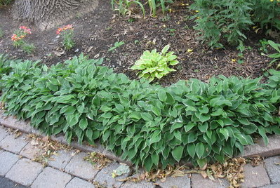 A border of 'Allan P, McConnell' along my driveway on June 26, 2012.