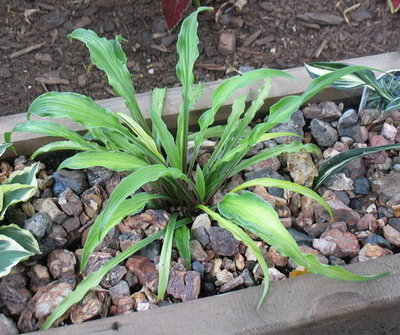 'Curly Fries', July 21, 2012