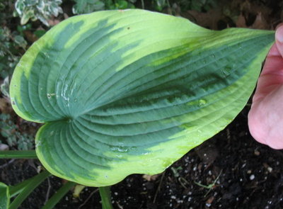 'Frances Williams' leaf, June 19, 2012