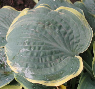 'Frosted Dimples' leaf, June 19, 2012