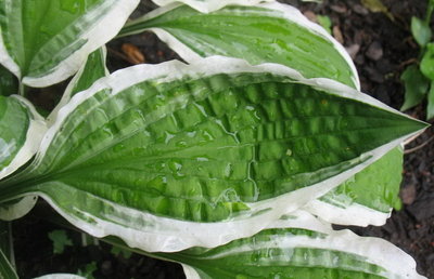 'Ginko Craig' leaf, June 19, 2012