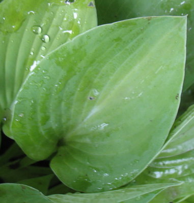 'Gold Drop' leaf, June 19, 2012