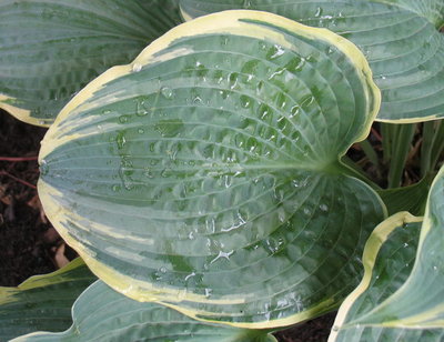 Another leaf, June 19, 2012