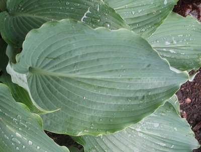 leaf - June 19, 2012