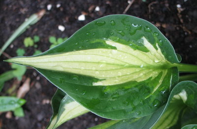 another leaf - June 19, 2012