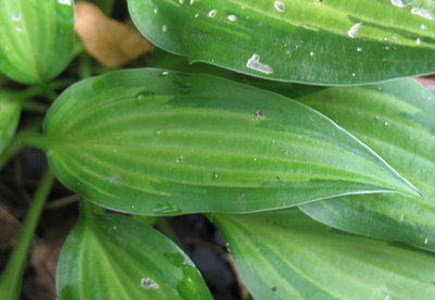 leaf- June 19, 2012