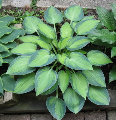 'June' west of the house - also June 13, 2012. This was divided from the other plant a few years ago.