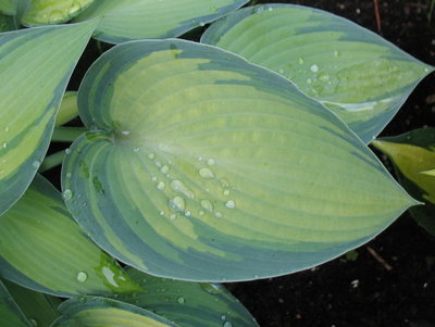 'June' east leaf on June 19, 2012