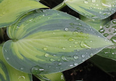 'June' west leaf on June 19, 2012